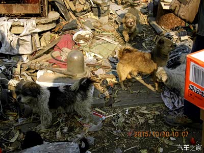 一位流浪老人和一群流浪狗的故事_吉林