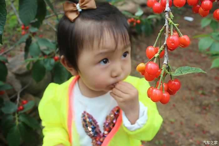 【图】这是个吃樱桃的季节---带家人 山色 山谷