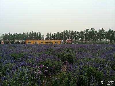 菏泽李村镇薰衣草园游记顺带看黄河