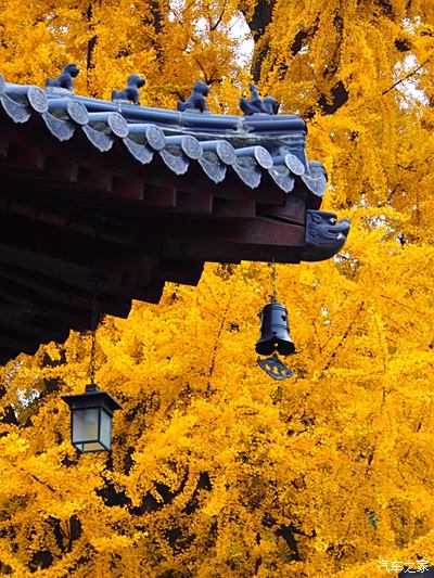 长安古观音禅寺千年银杏树