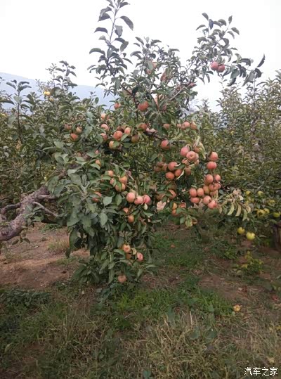 锦州这个地方出苹果…廉政苹果园!_辽宁