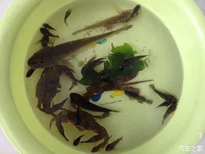 十天九夜北京自驾阿尔山穿越到东戴河返回