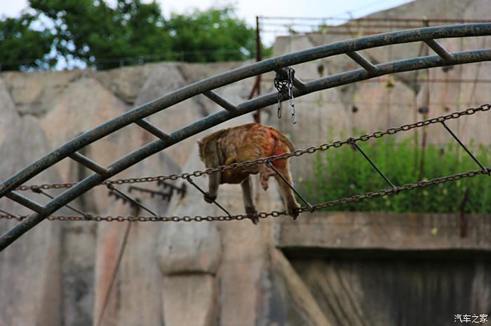 猛兽威武 游夏季哈尔滨北方森林动物园