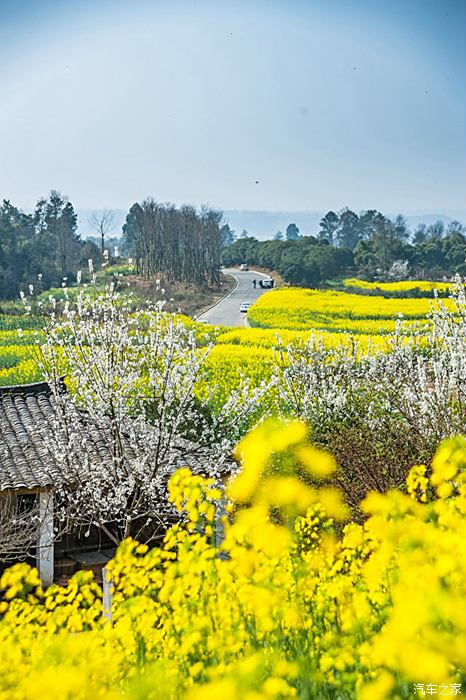 蒲江多少人口_2021蒲江樱桃节图片(2)