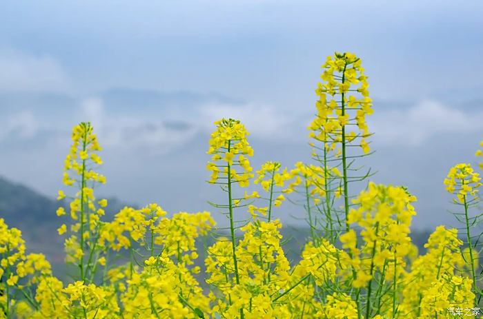 【你好2021】婺源,千亩油菜花美如画