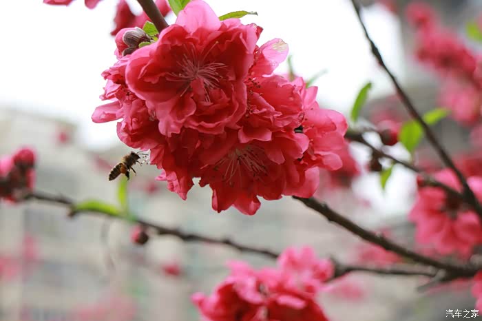 【图】桃色大片~小威与桃花相映红_威驰论坛