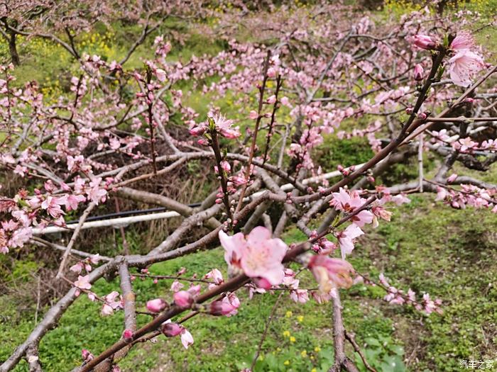 2021年炎陵桃花节