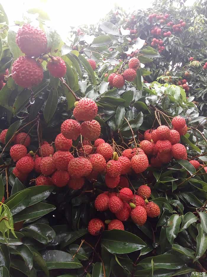 【图】自驾游!广州从化摘荔枝!还任吃任摘_No