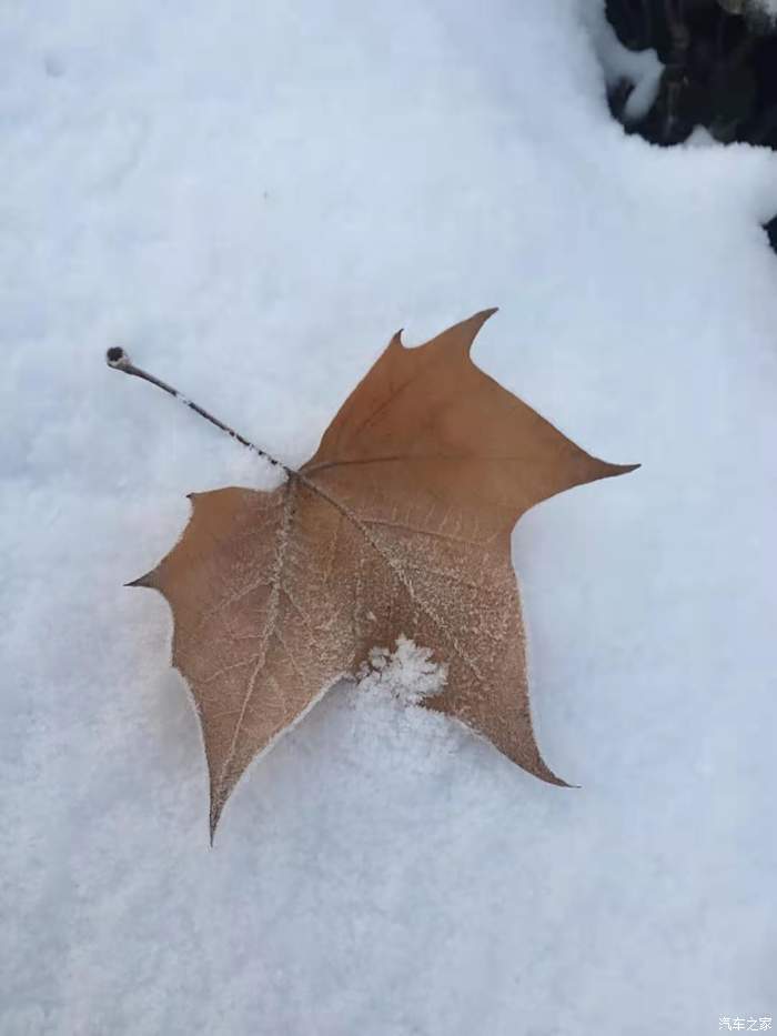 孤独的树叶有了雪的怀抱是不是不会那么孤单不会那么冷了