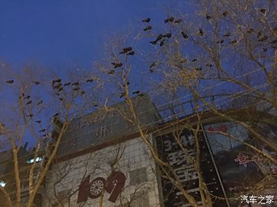 西单乌鸦…密密麻麻。_北京