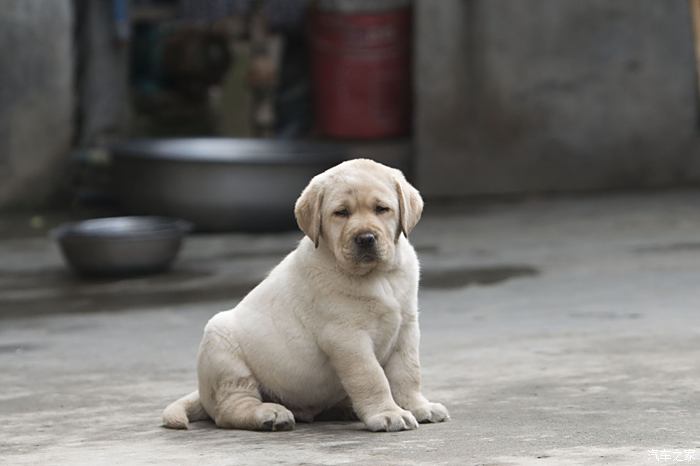 奶白色双血统拉布拉多幼犬