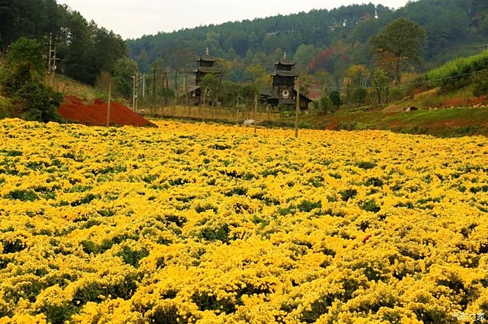 这里的菊山花海太值得来了