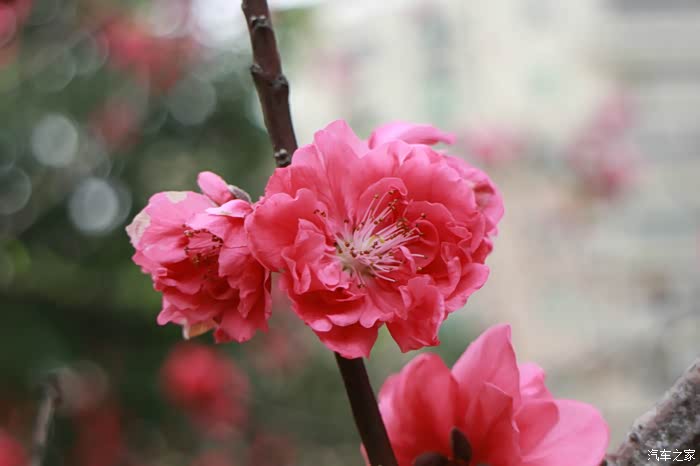 【图】桃色大片~小威与桃花相映红_威驰论坛