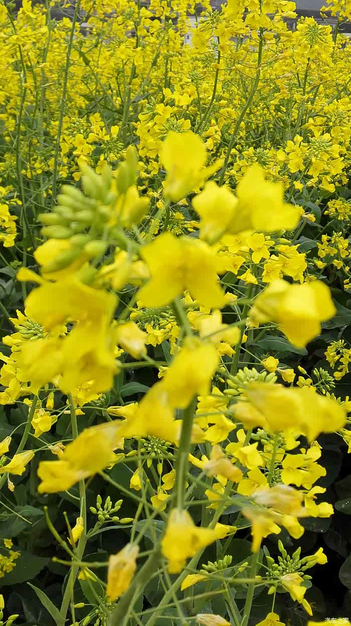 【图】衡阳西渡一一赏油菜花_劲炫ASX论坛