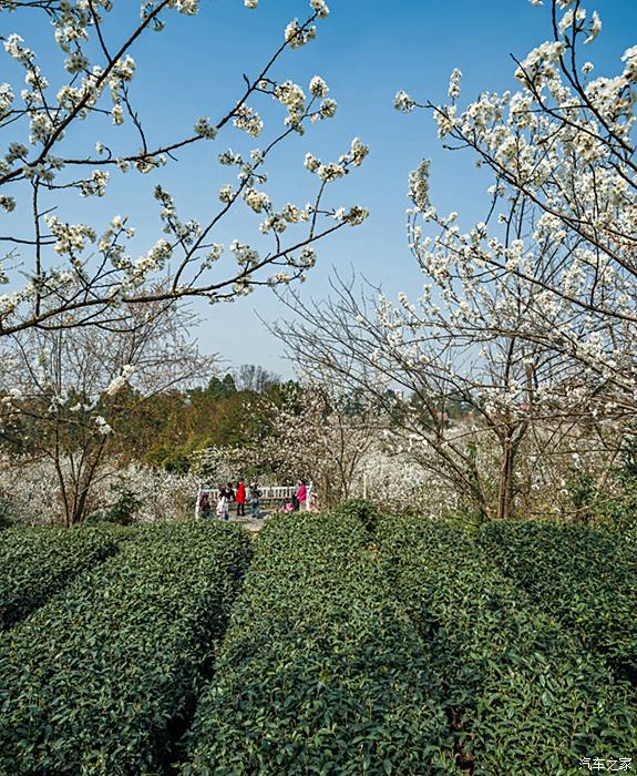 蒲江多少人口_2021蒲江樱桃节图片(2)