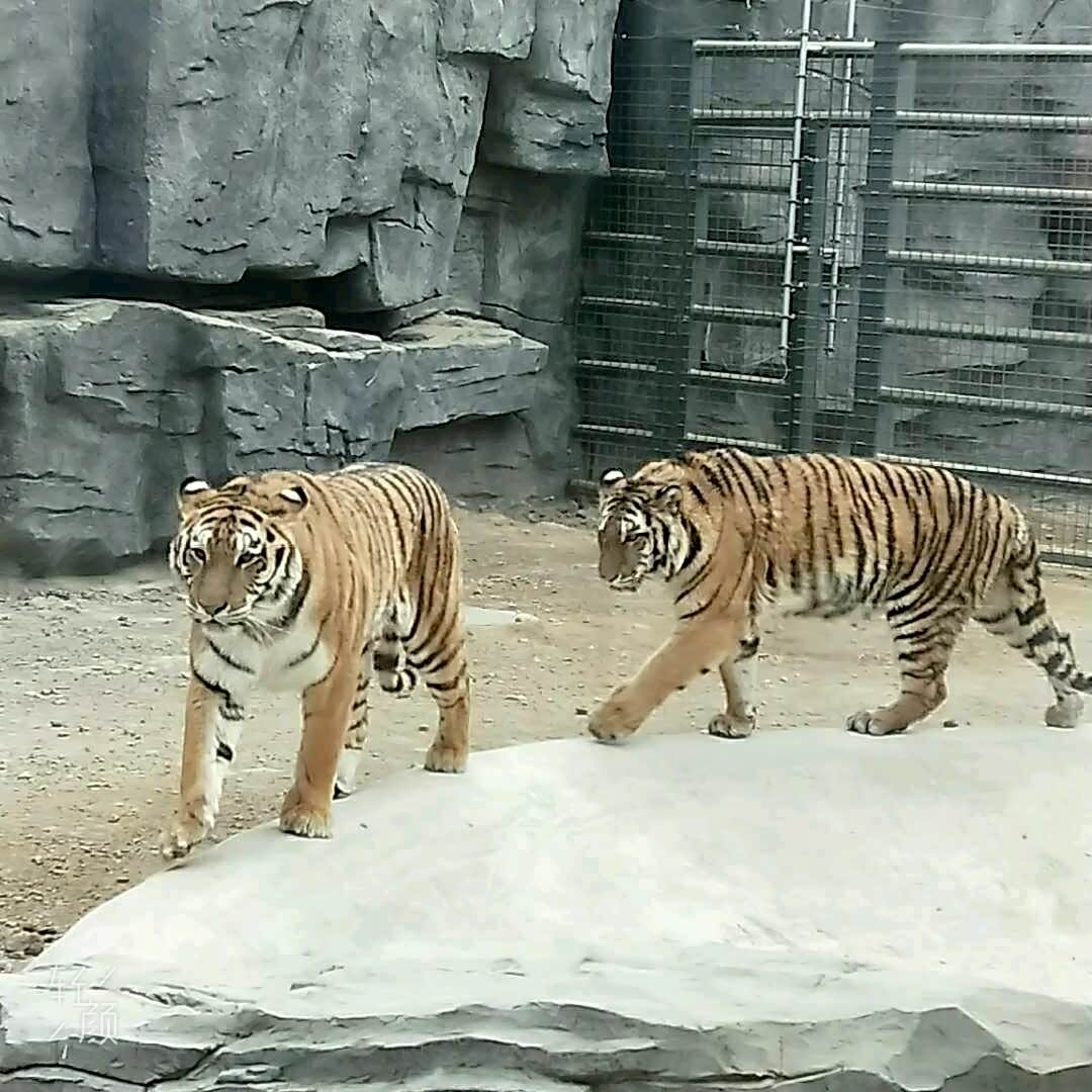 【逸动自由行】邯郸佛山动物园游记。