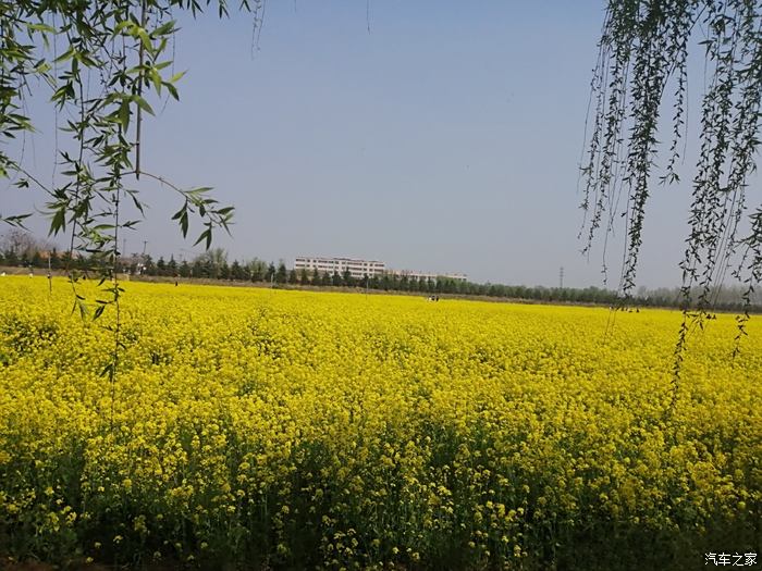 暂别喧嚣城市 来大汶口古镇去寻找最美油菜花!