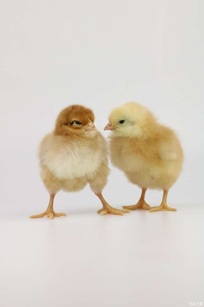积分大放送可爱的小鸡雏为它们拍照留念