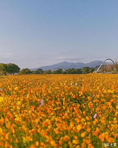 秋季花田,风景如画般美丽!