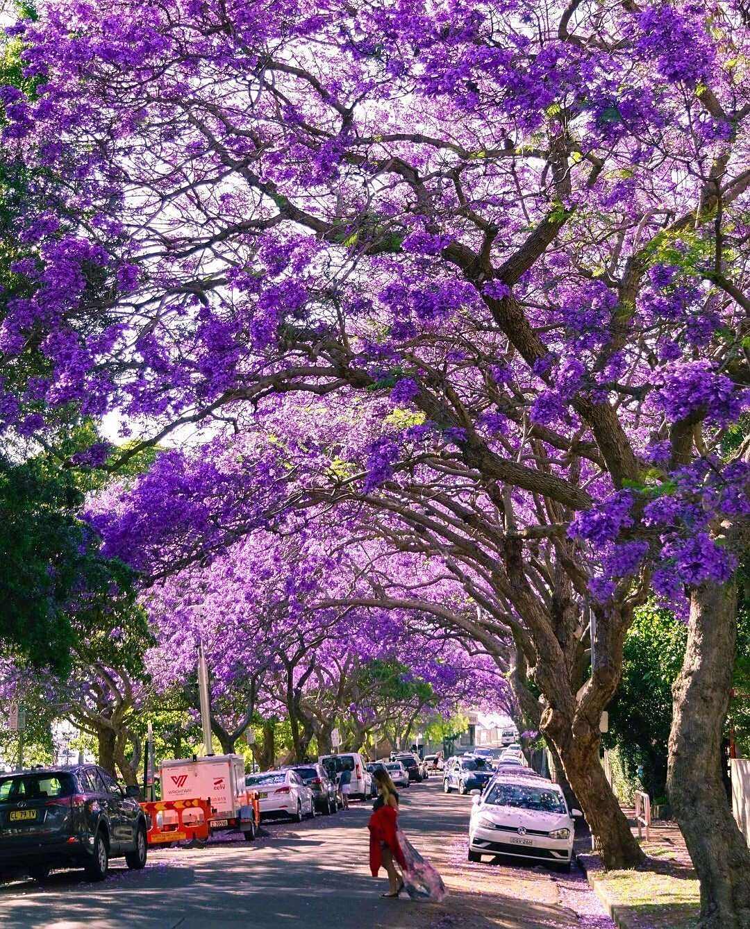 悉尼的绝美之地--蓝花楹大道.
