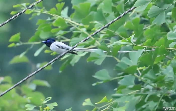 怎样有效驱赶鸟儿 500_ChcCRFySP3eAcwd9AAHe8eSSsrE743.jpg