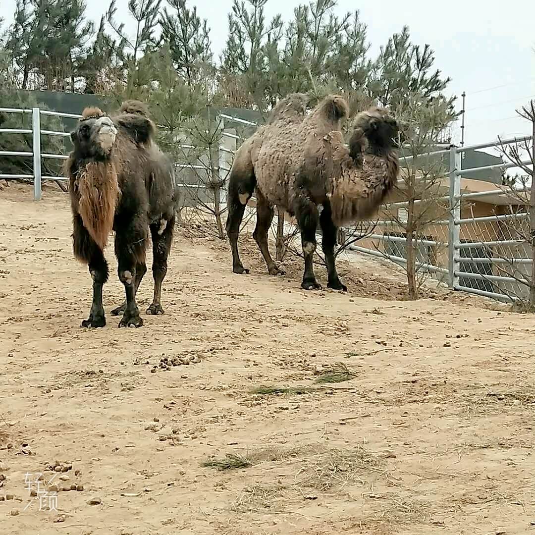 【逸动自由行】邯郸佛山动物园游记。