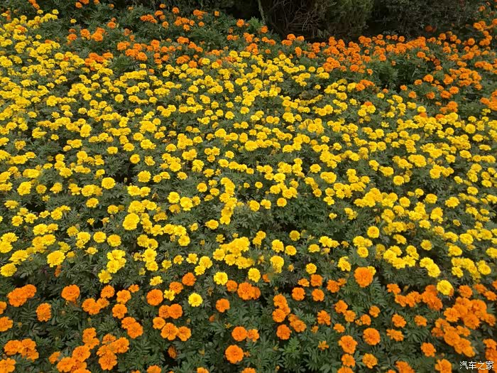 济南齐河德州欧乐堡一日游--【吉利GL伴我】