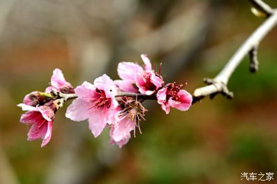 早春二月桃花开