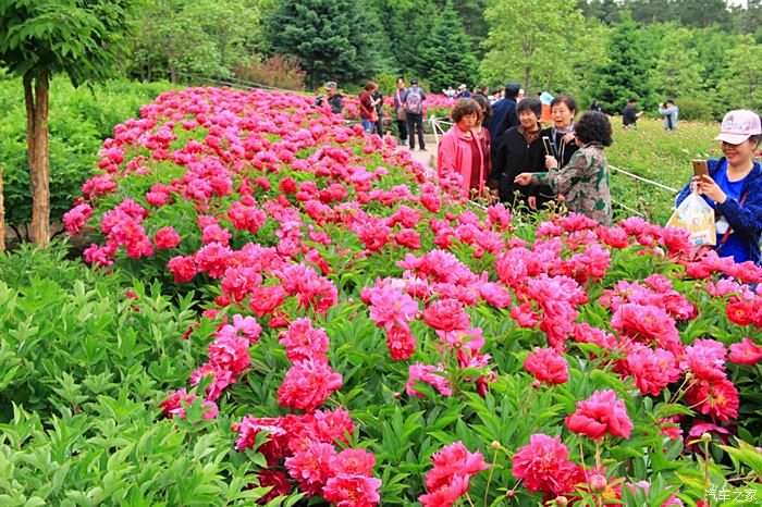 再游植物园 观赏芍药花