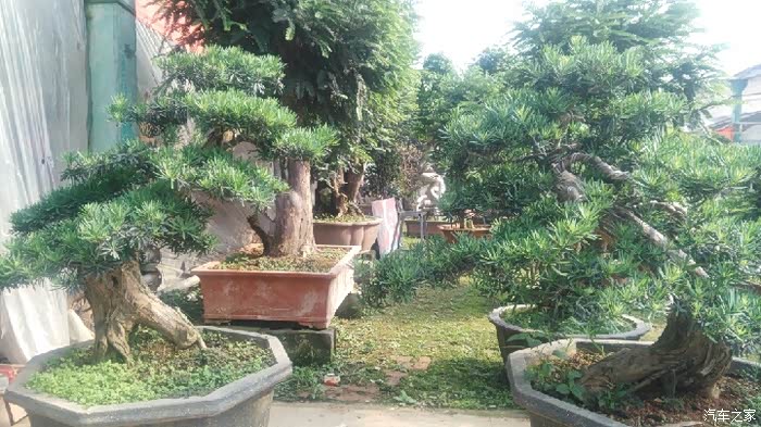 【图】【宏光游侠】青州黄楼花卉市场赏花随拍