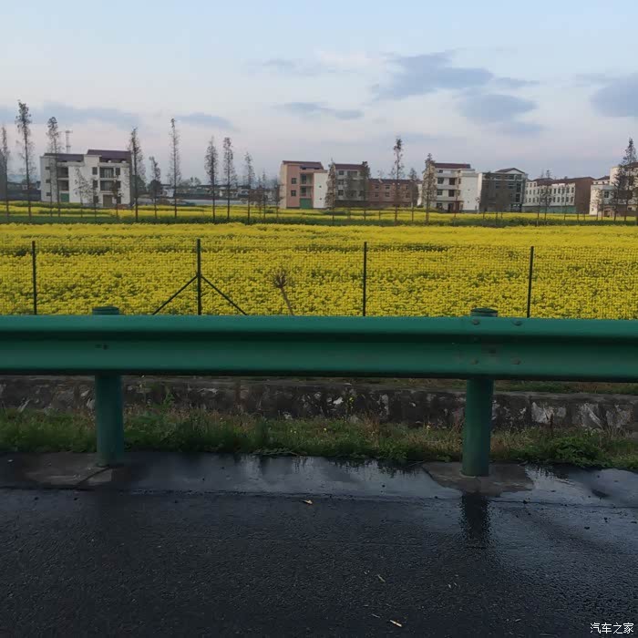 【图】今天汉中下冰雹了,油菜花有影响吗?