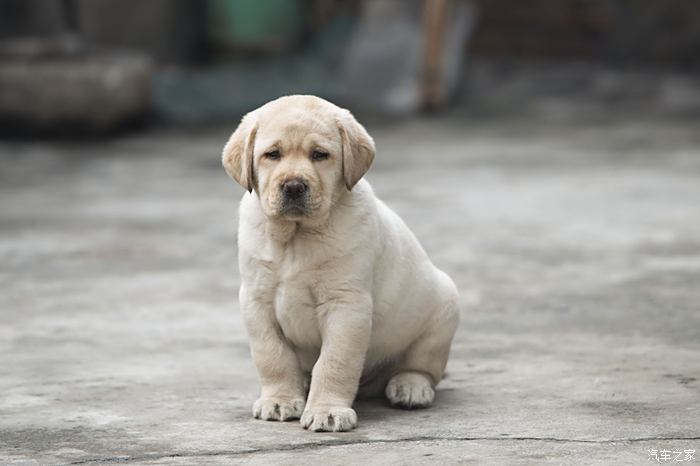 奶白色双血统拉布拉多幼犬