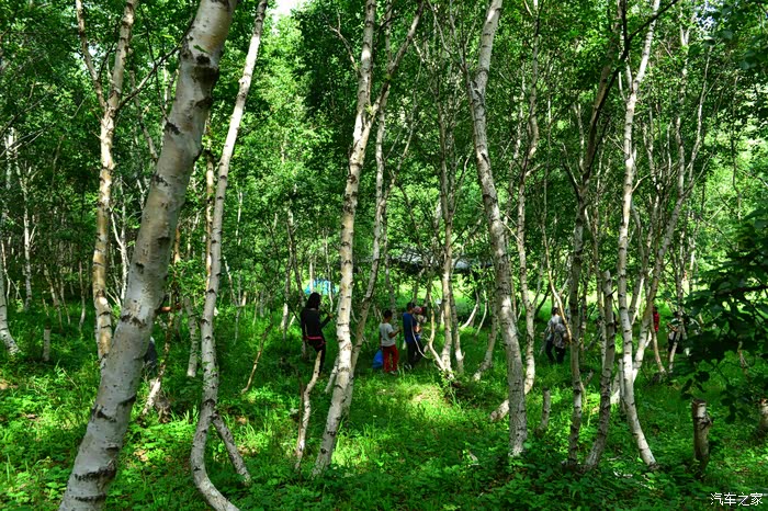 啥是白桦树 500_wKgFVVebFEOAeqyzABRHVmVC-Ek285.jpg