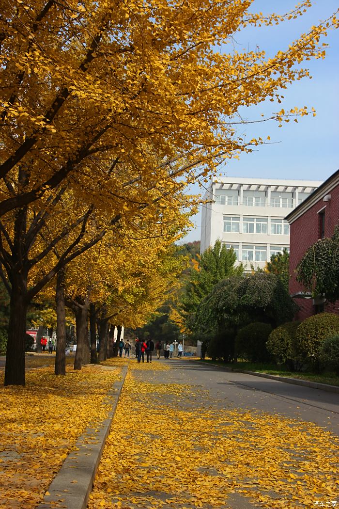 最美银杏路,最美校园---沈阳农业大学银杏路