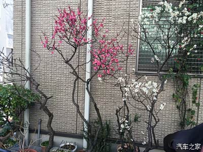 东京人口密度大但街道上车真心少啊,原因是_自