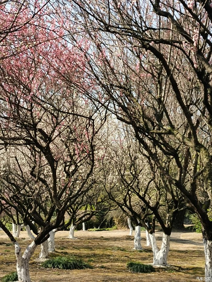 【牛年怎么过,花式晒幸福】自驾游梅花园风光