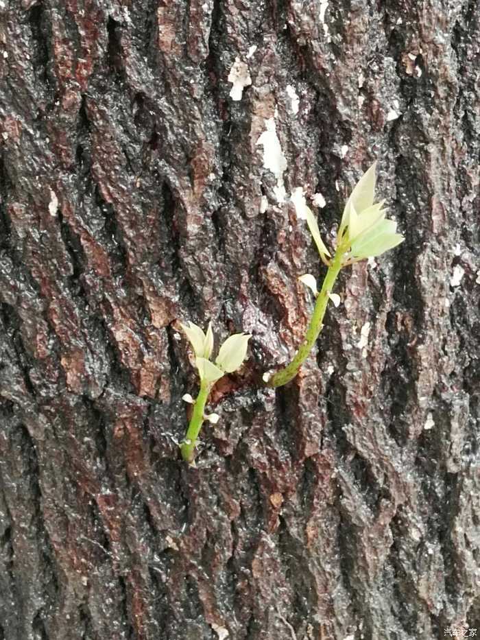 (与车无关)香樟树的嫩芽