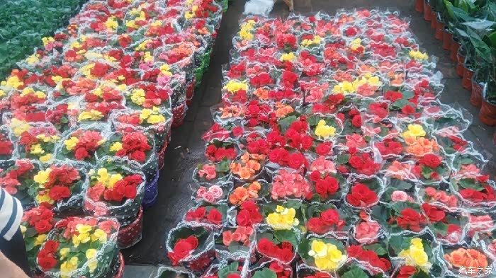 【图】【宏光游侠】青州黄楼花卉市场赏花随拍