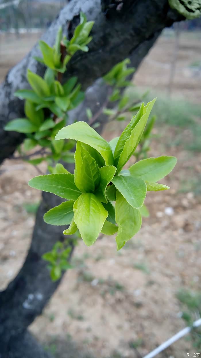 日常食材是我国本土植物 500_wKgFW1jYoxiAeIdIABCrVHNRxc8837.jpg