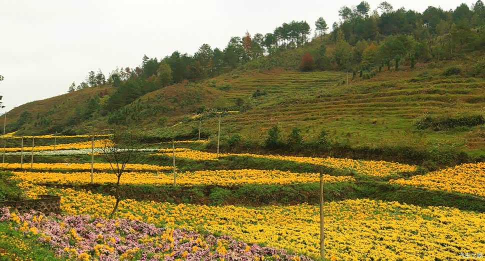 这里的菊山花海太值得来了