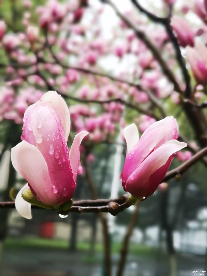 【小伊随拍】春暖花开,手机拍雨中花朵!