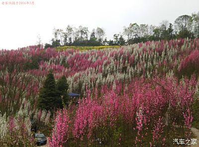 自驾大邑县金星乡赏桃花,崇州怀远赏油菜花