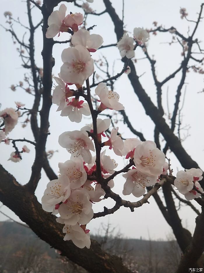 驾驶比亚迪汉ev赏杏花翻山越岭寻找百年杏树林