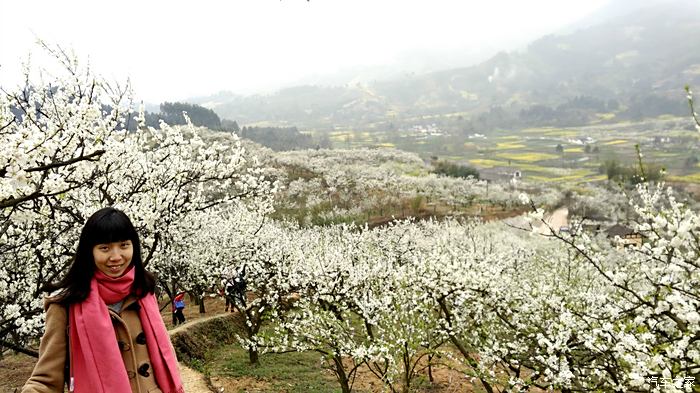 春季踏青葛仙山花园沟赏雪花广汉西高镇赏油菜花