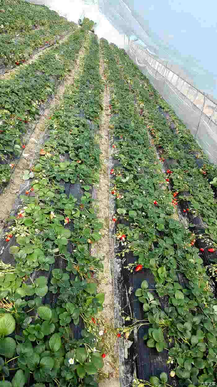 【图】春暖花开采草莓_上海论坛_汽车之家论坛