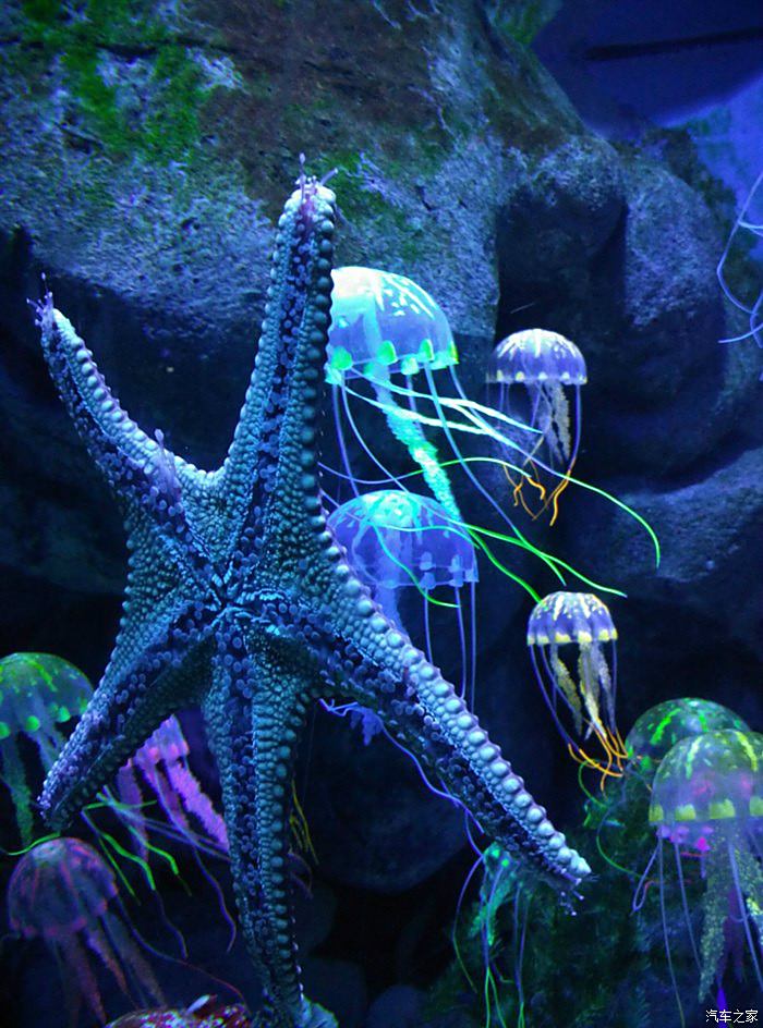水母,海星,颜色,焕发出绚丽海底世界奇妙世界.