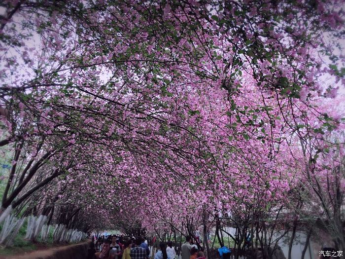 【图】忽如一夜春风来千树万树梨花开!春暖花