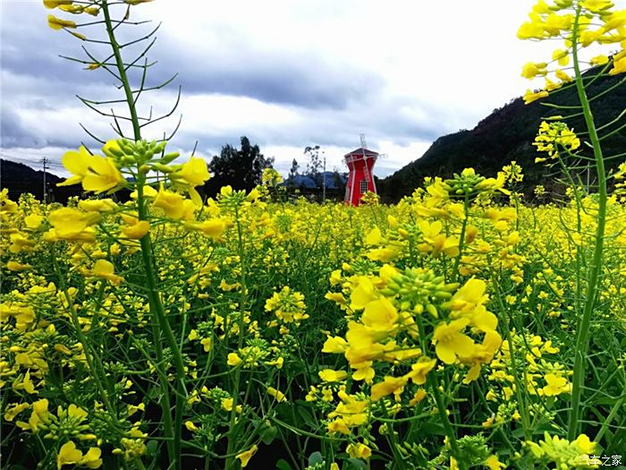 油菜花把春天写成了诗,我来品诗