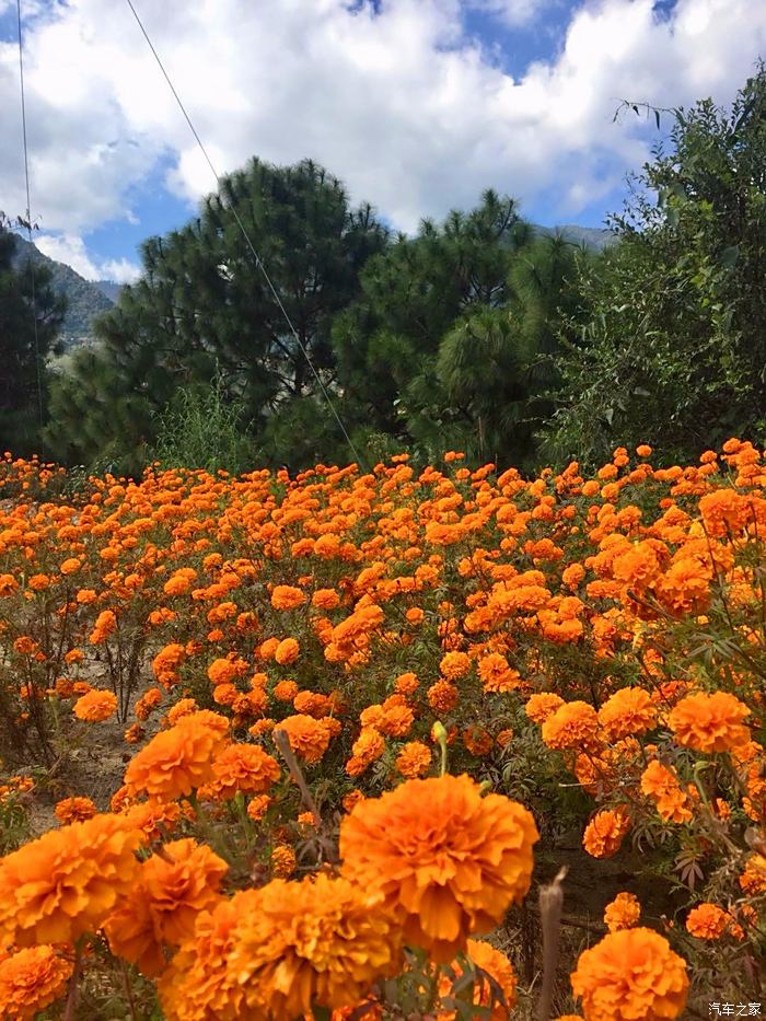 攀枝花米易草场乡仙山村赏万寿菊