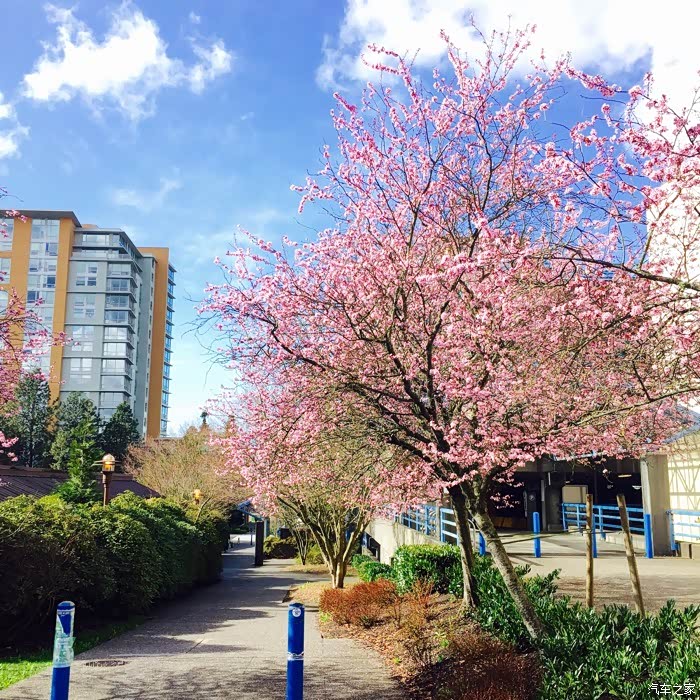 【图】学校里樱花好美_英菲尼迪Q50\/Q50L论